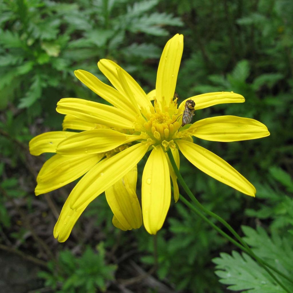 Euryops chrysanthemoides - Goldmargerite