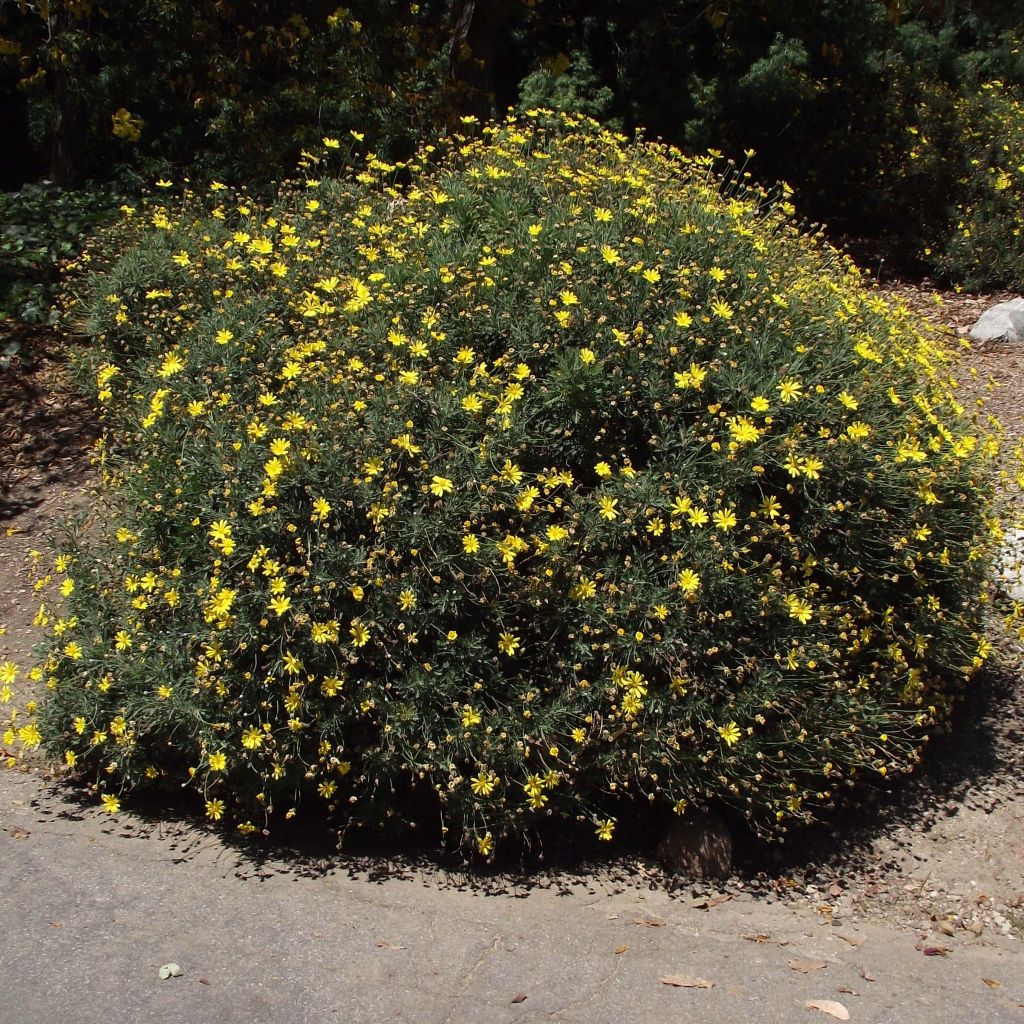 Euryops pectinatus - Goldmargerite