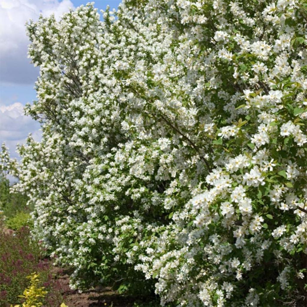 Prunkspiere Lotus Moon - Exochorda macrantha