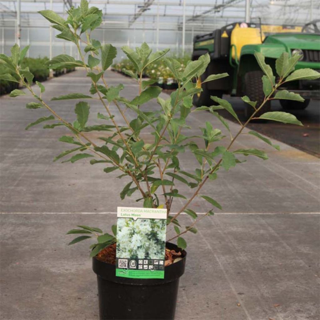 Prunkspiere Lotus Moon - Exochorda macrantha