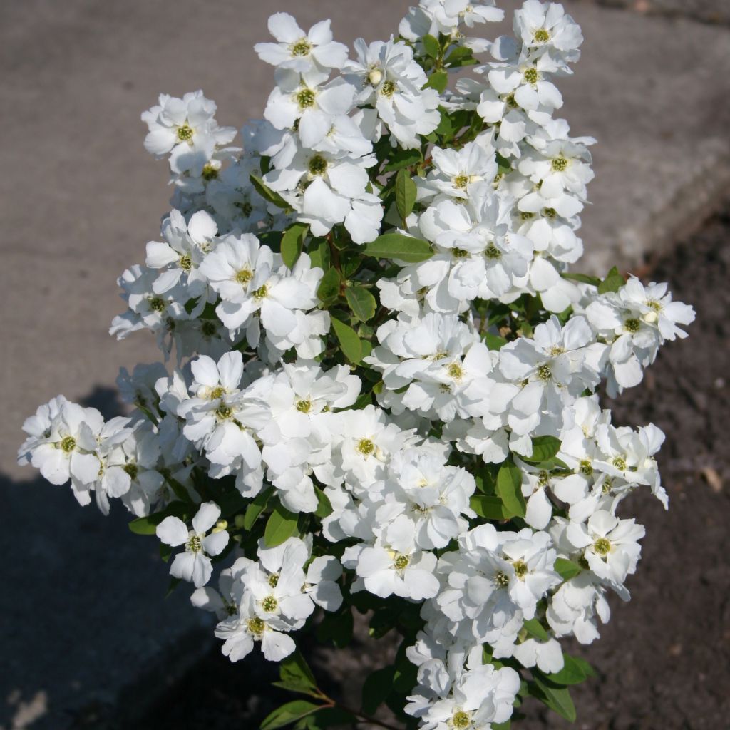 Exochorda racemosa Magical Springtime