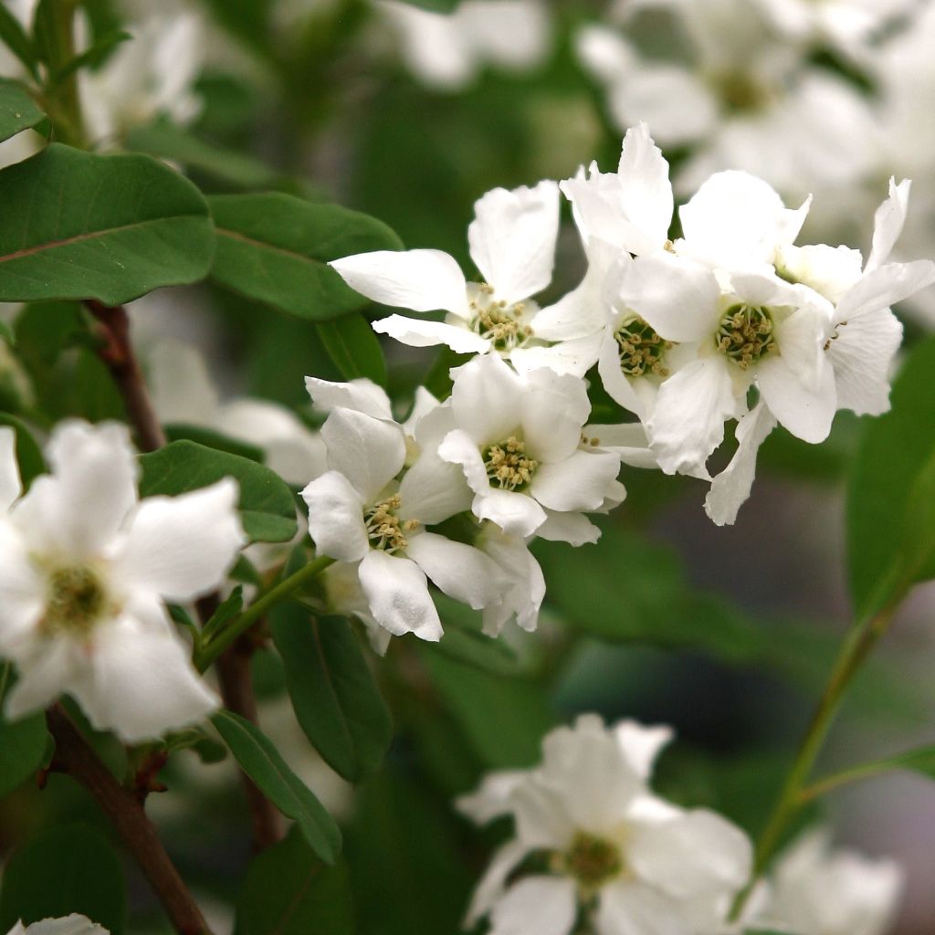 Prunkspiere Magical Springtime - Exochorda racemosa