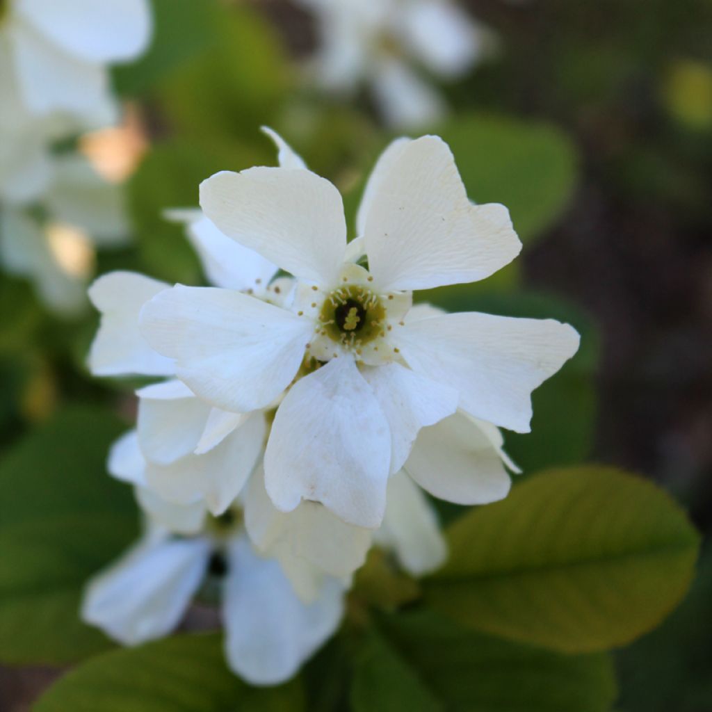 Prunkspiere Magical Springtime - Exochorda racemosa