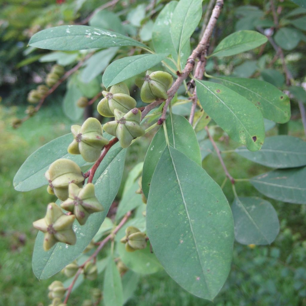 Prunkspiere Niagara - Exochorda racemosa