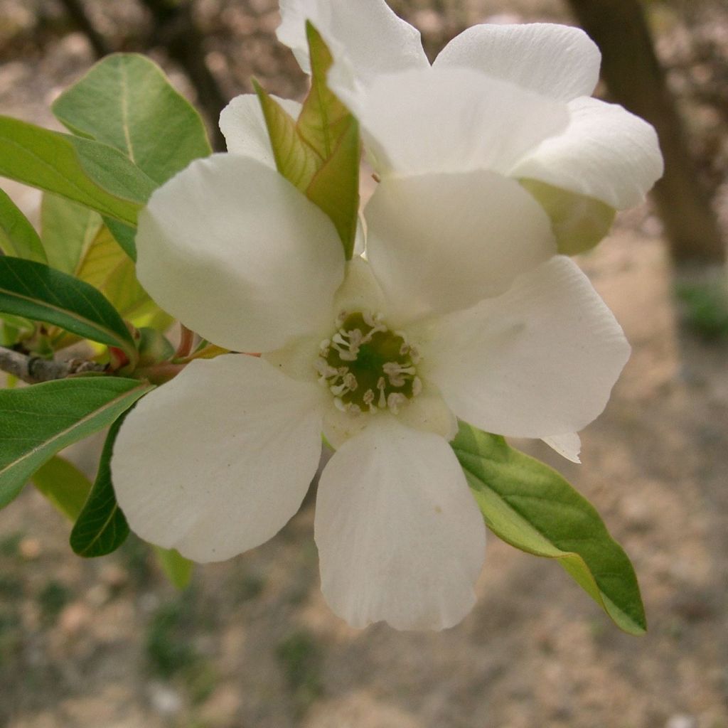 Prunkspiere Niagara - Exochorda racemosa