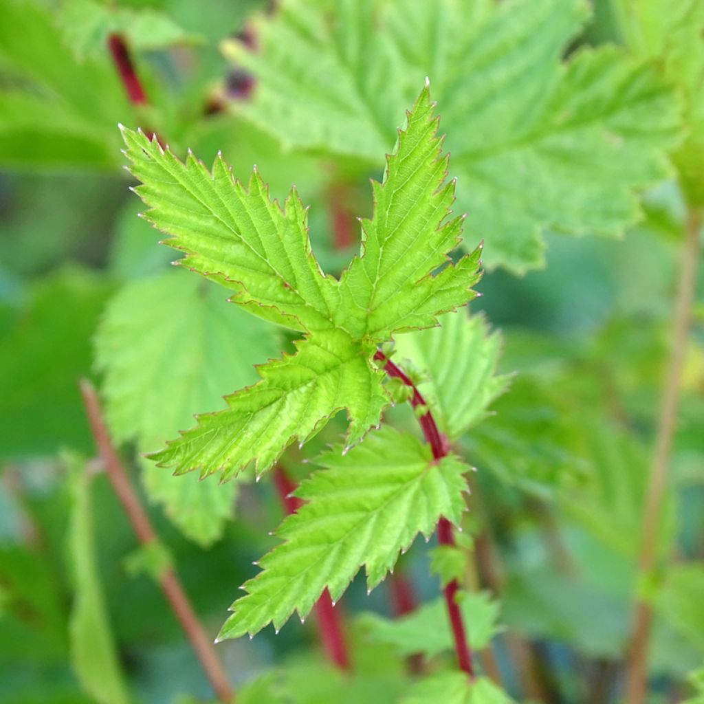 Filipendula ulmaria - Reine des Prés