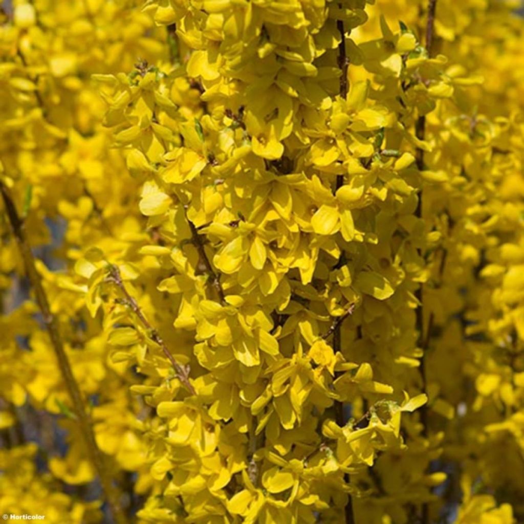 Goldglöckchen Week-end - Forsythie