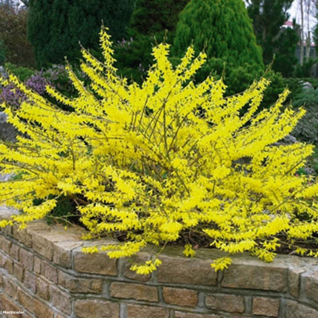 Forsythia Marée d'Or - Mimosa de Paris