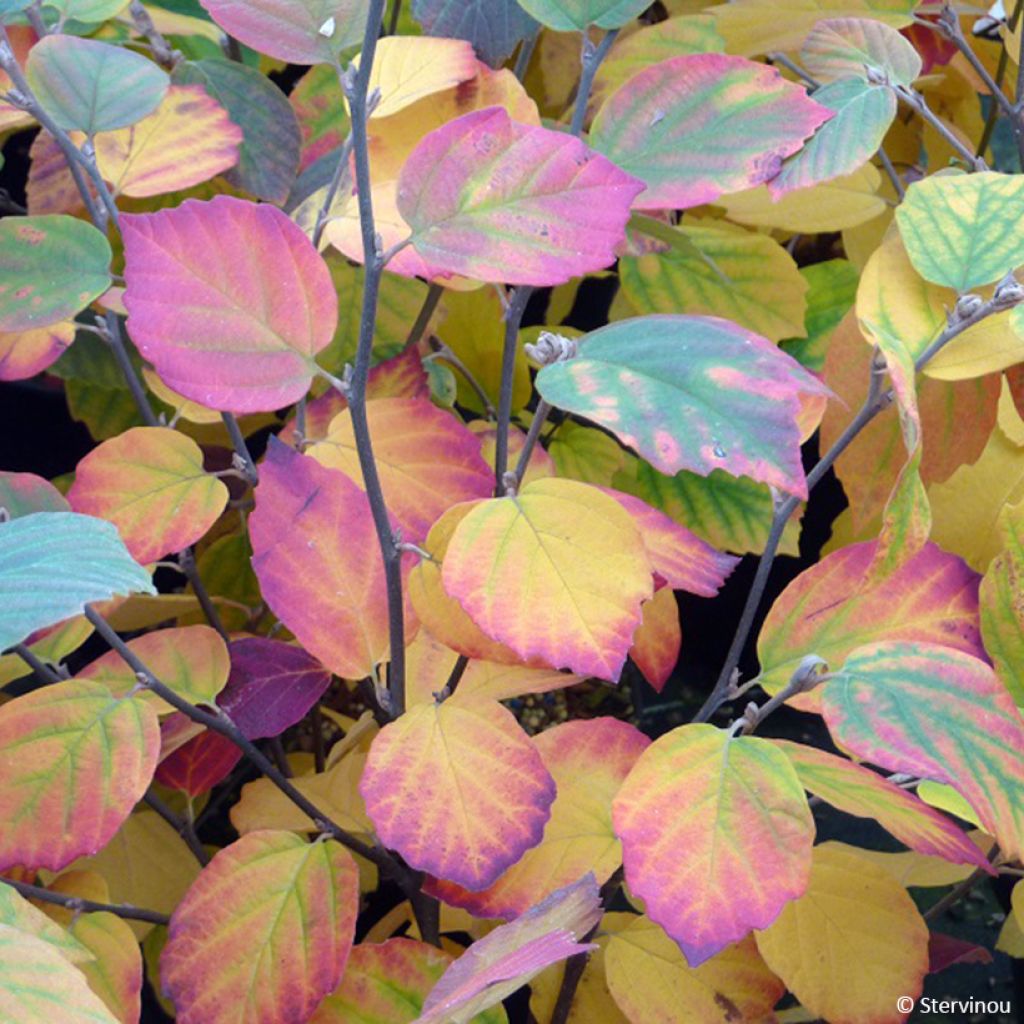 Federbuschstrauch Mount Airy - Fothergilla x intermedia