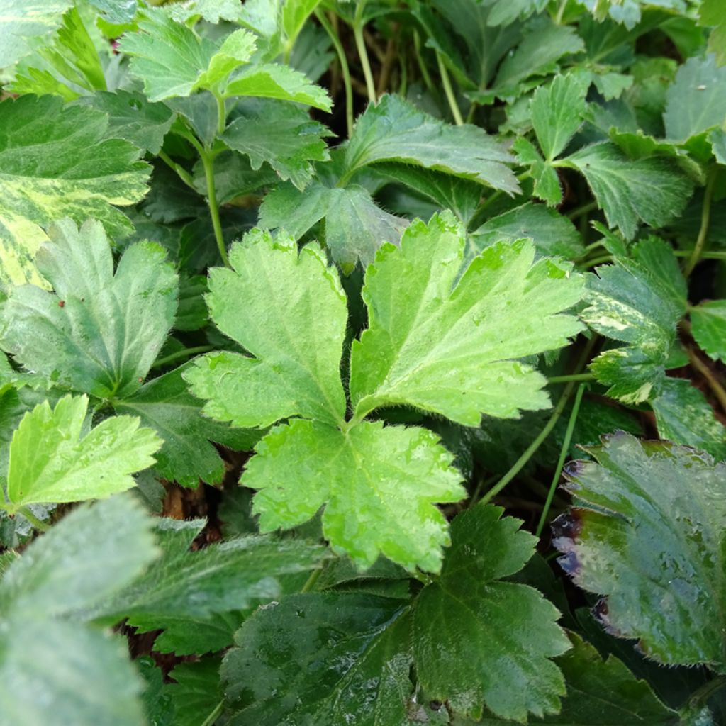 Fraisier stérile - Waldsteinia ternata