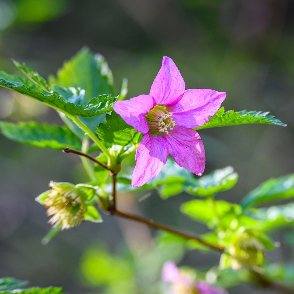 Rubus spectabilis Pacific Rose - Pracht-Himbeere