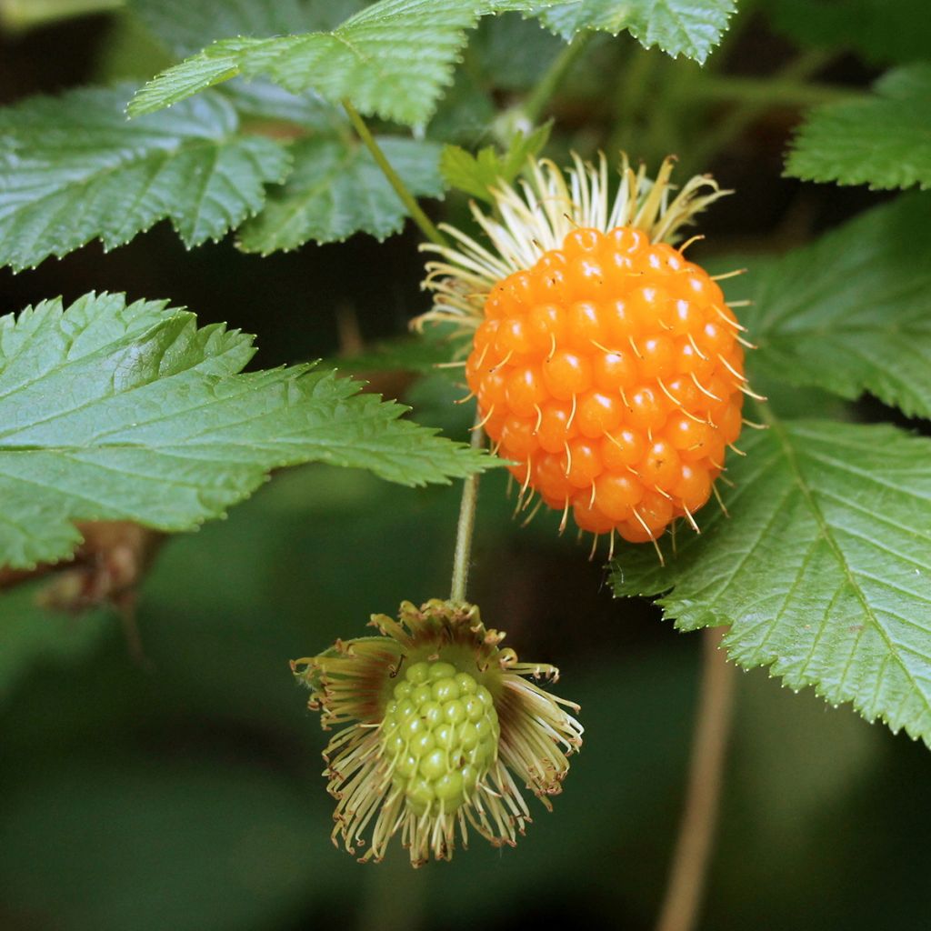 Rubus spectabilis Pacific Rose - Pracht-Himbeere