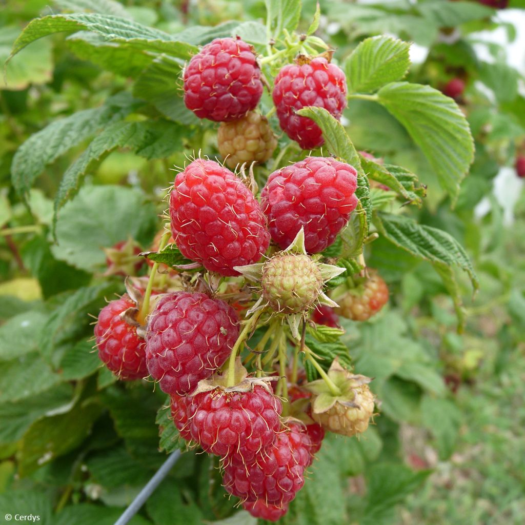 Himbeere Schlaraffia Plentiful