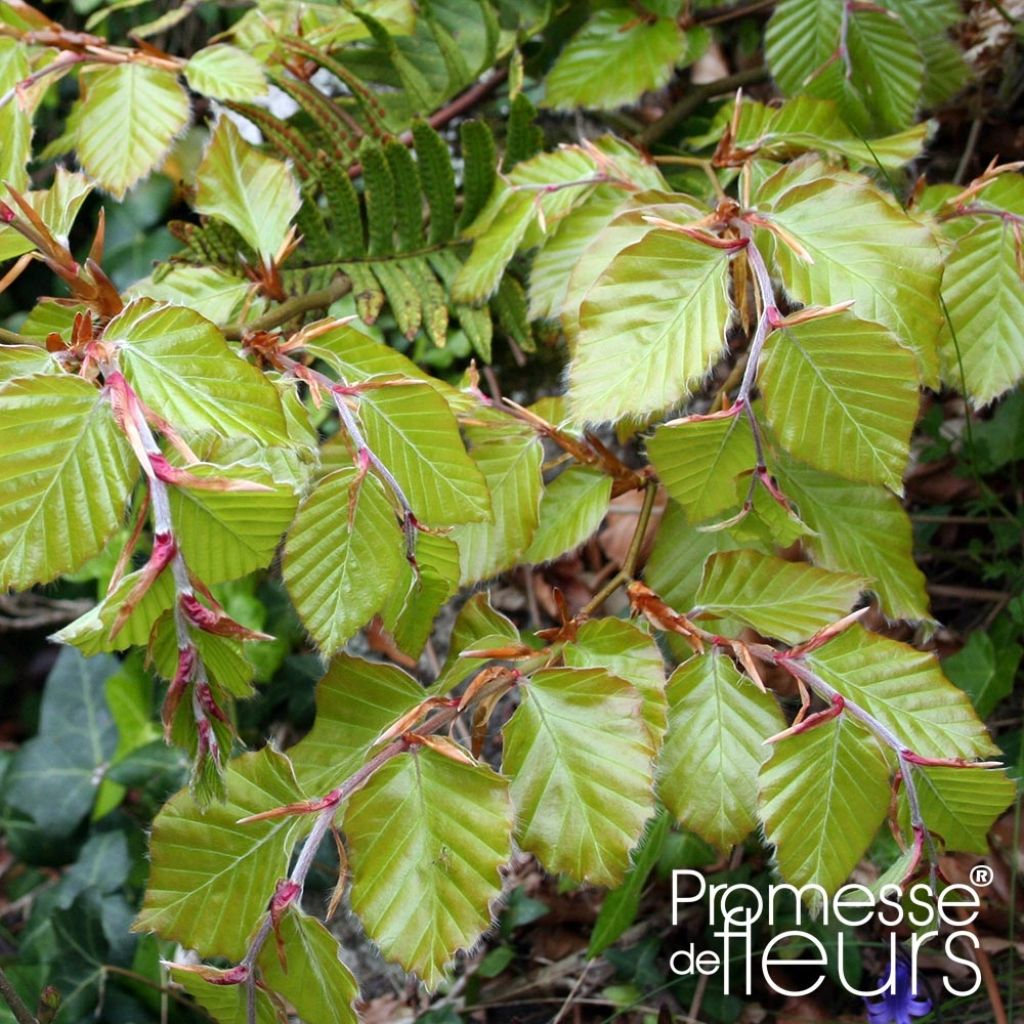 Rotbuche - Fagus sylvatica