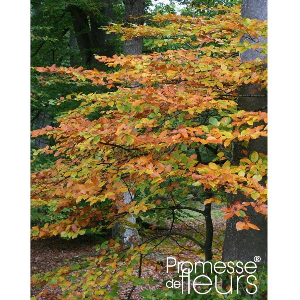 Rotbuche - Fagus sylvatica