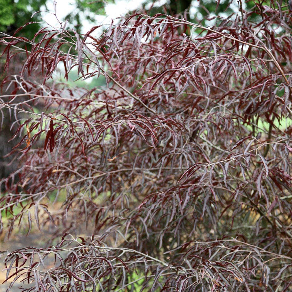 Fagus sylvatica Ansorgei - Hêtre commun