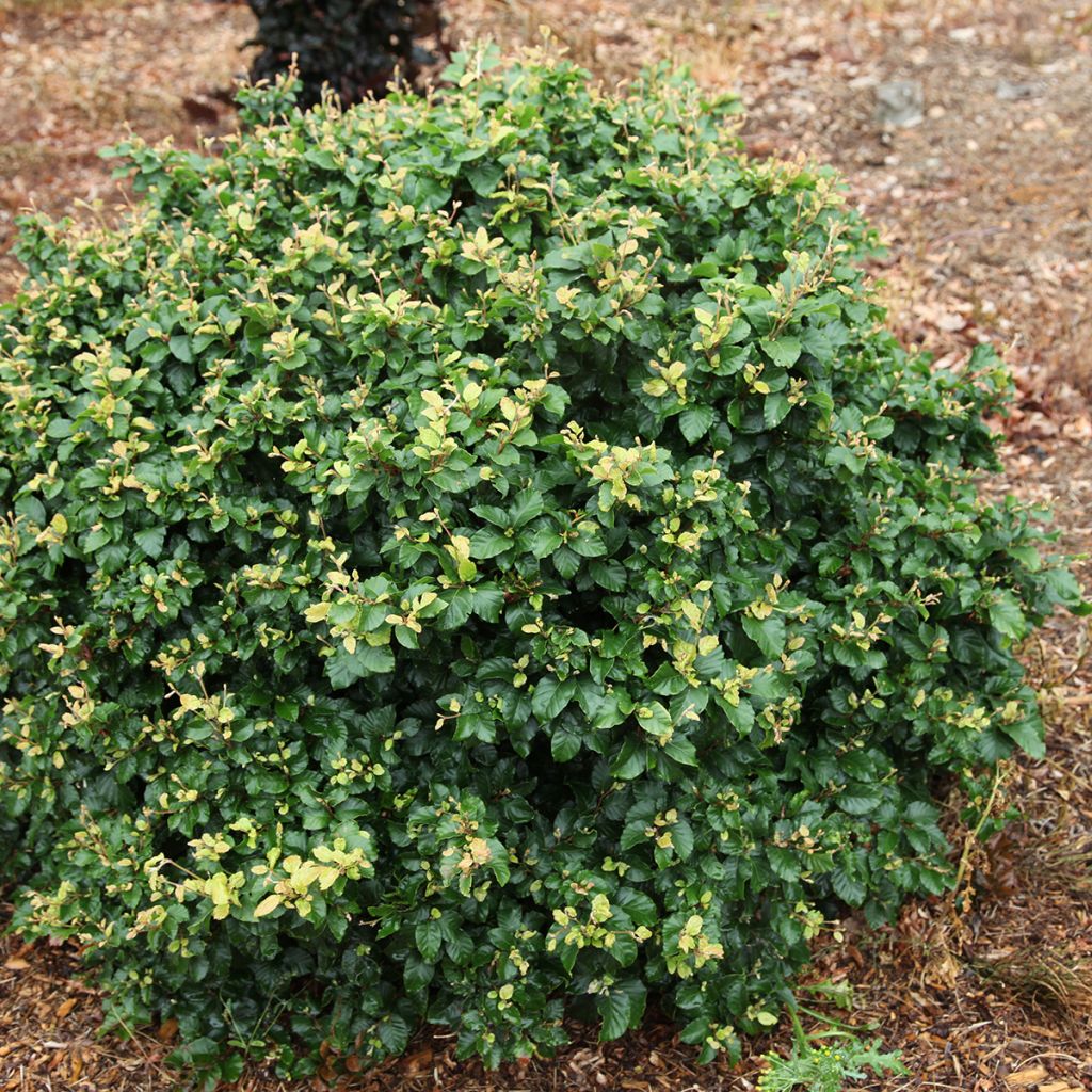 Rotbuche Asterix - Fagus sylvatica