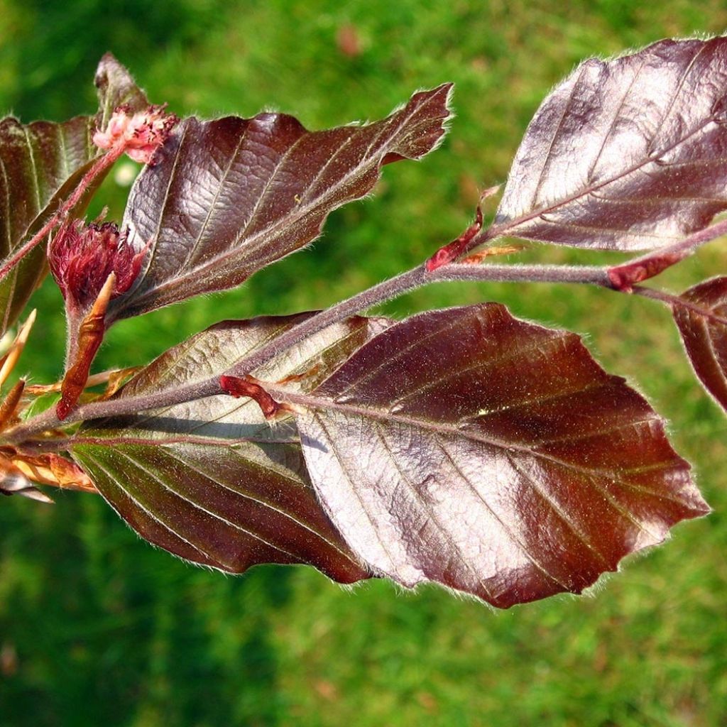 Rotbuche Atropurpurea - Fagus sylvatica