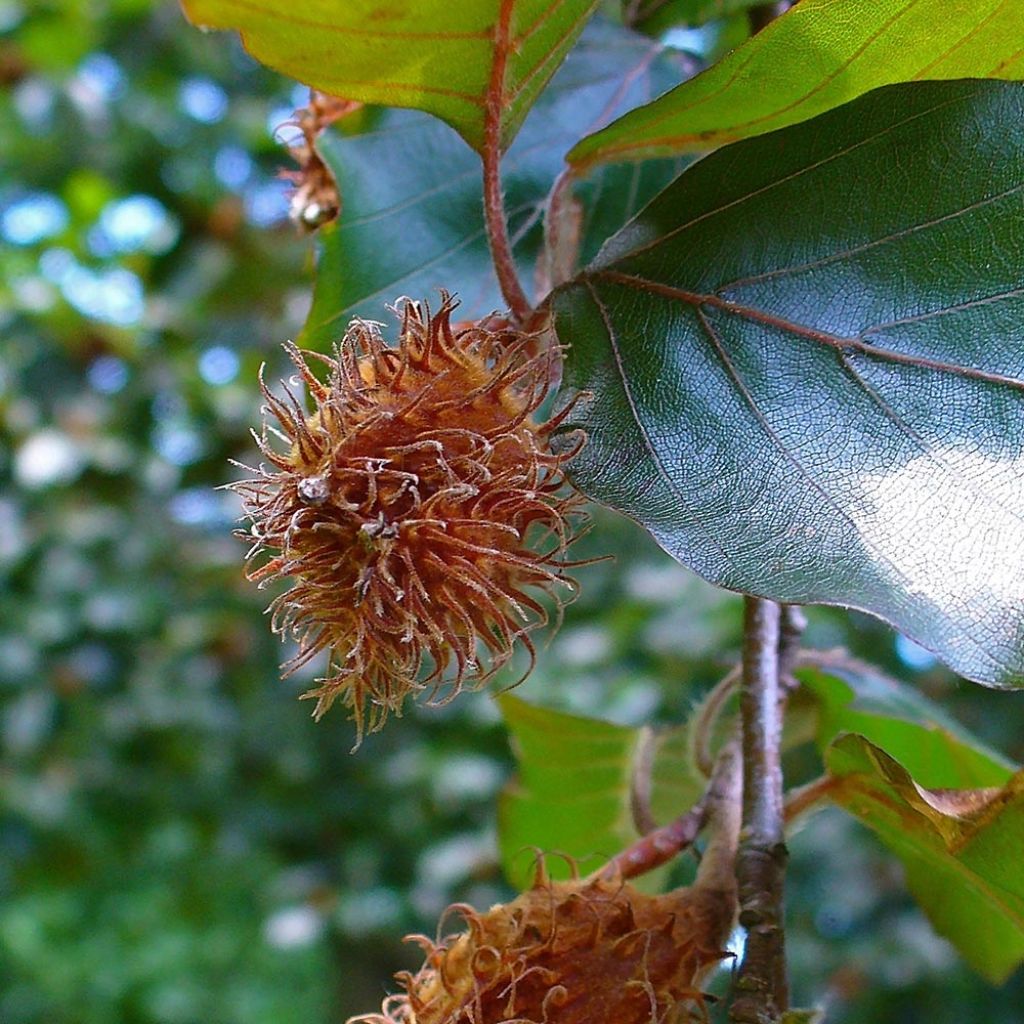 Rotbuche Atropurpurea - Fagus sylvatica