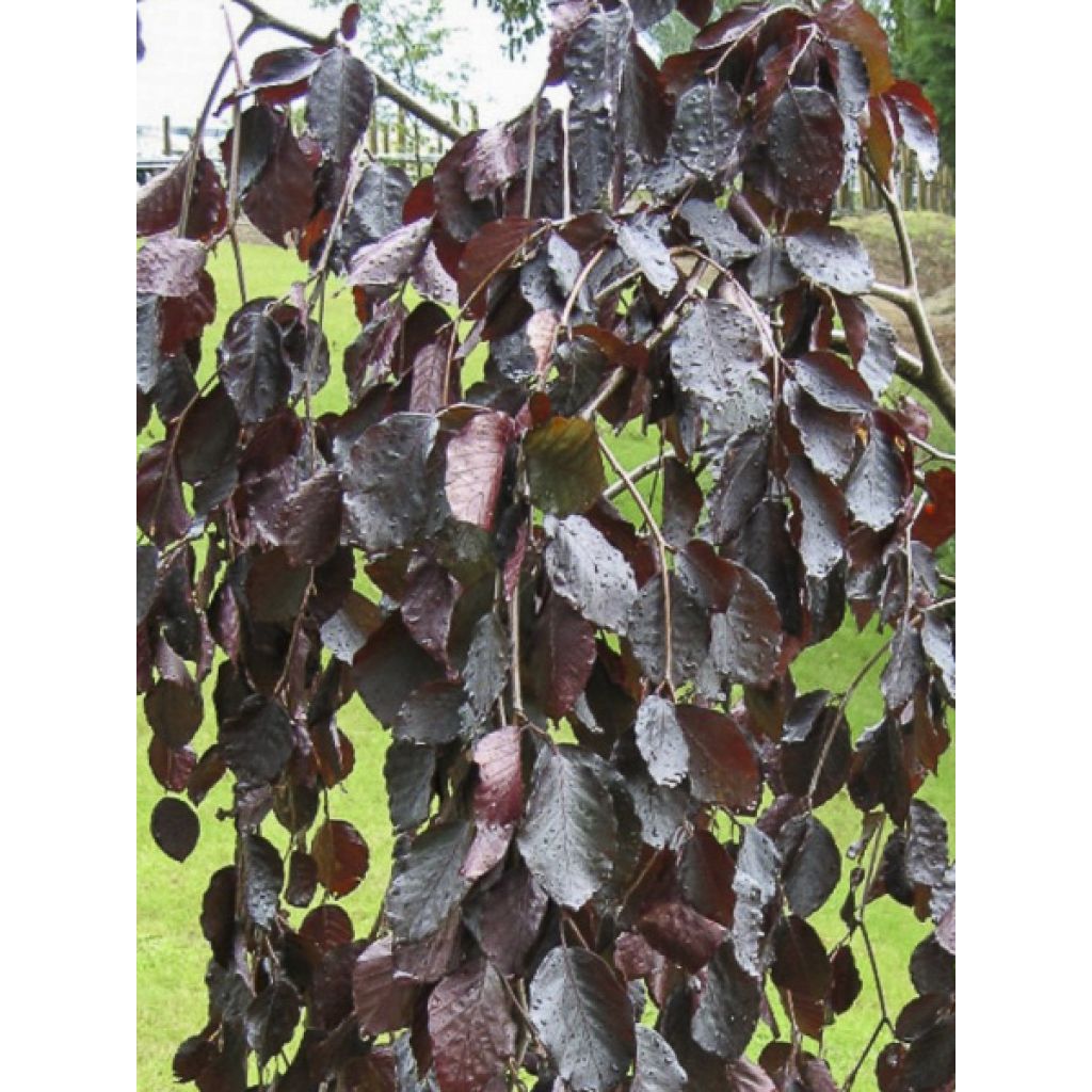 Rotbuche Black Swan - Fagus sylvatica