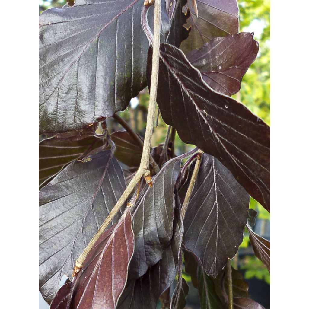 Rotbuche Black Swan - Fagus sylvatica