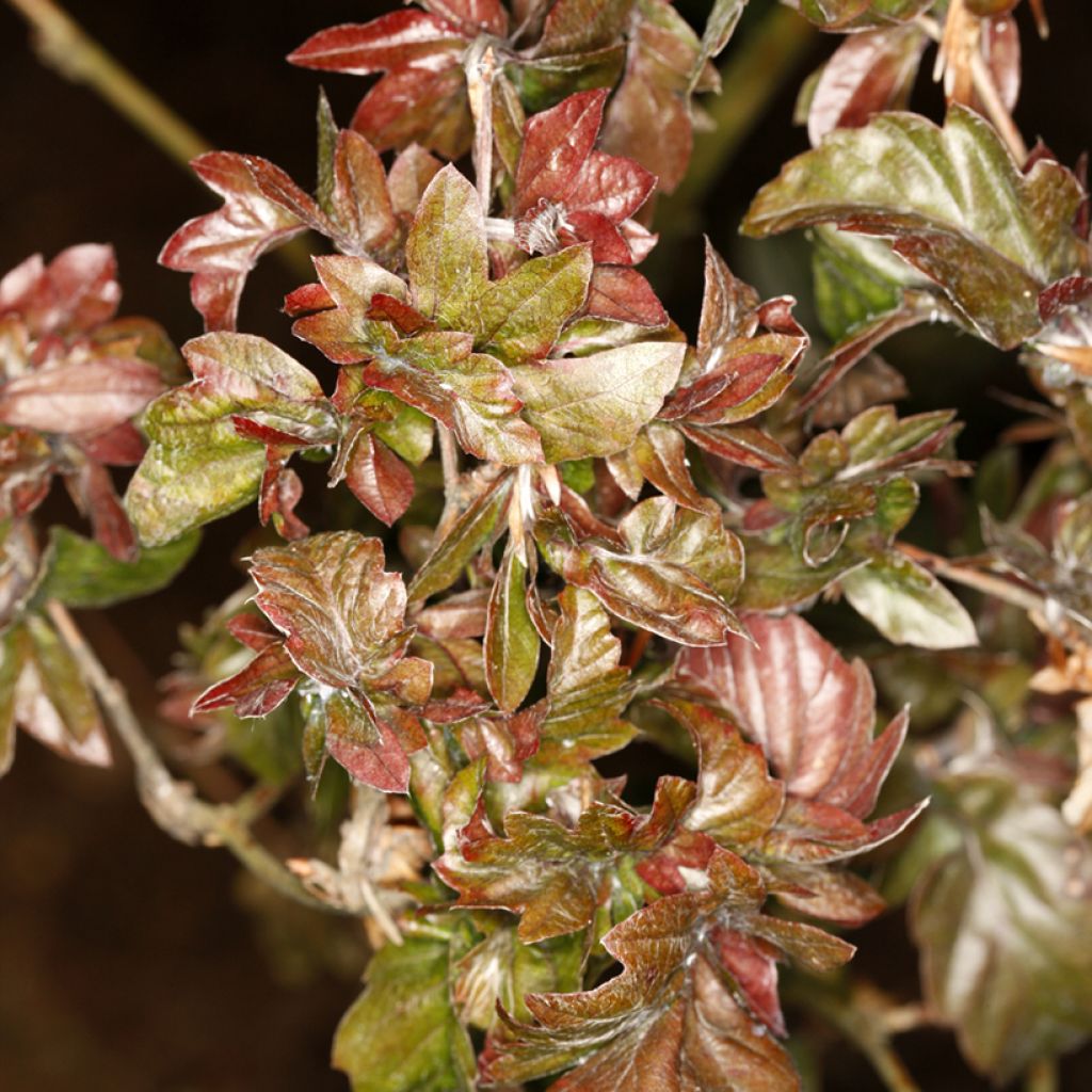 Rotbuche Brathay's Purple - Fagus sylvatica