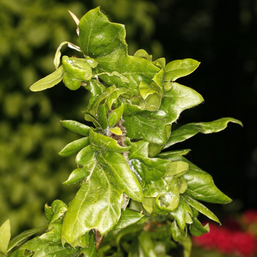 Rotbuche Cristata - Fagus sylvatica