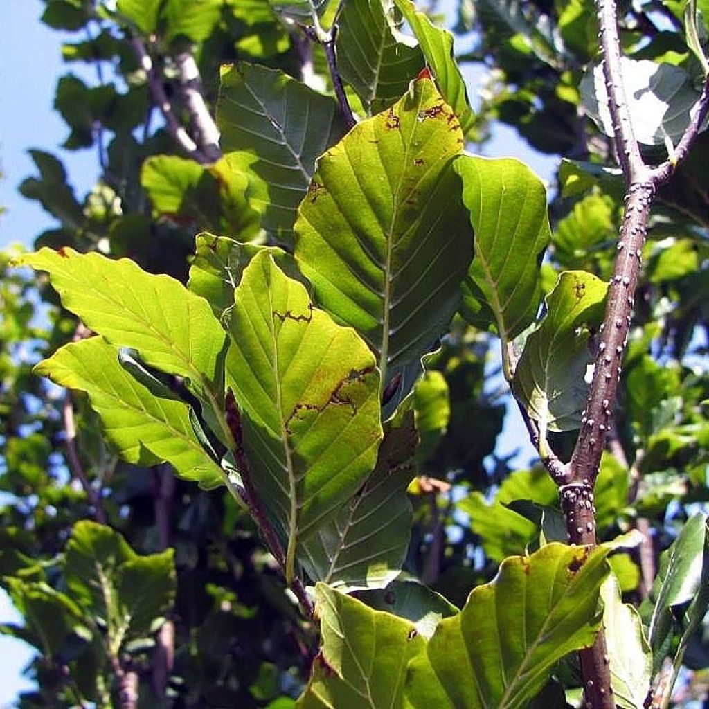 Rotbuche Dawyck - Fagus sylvatica