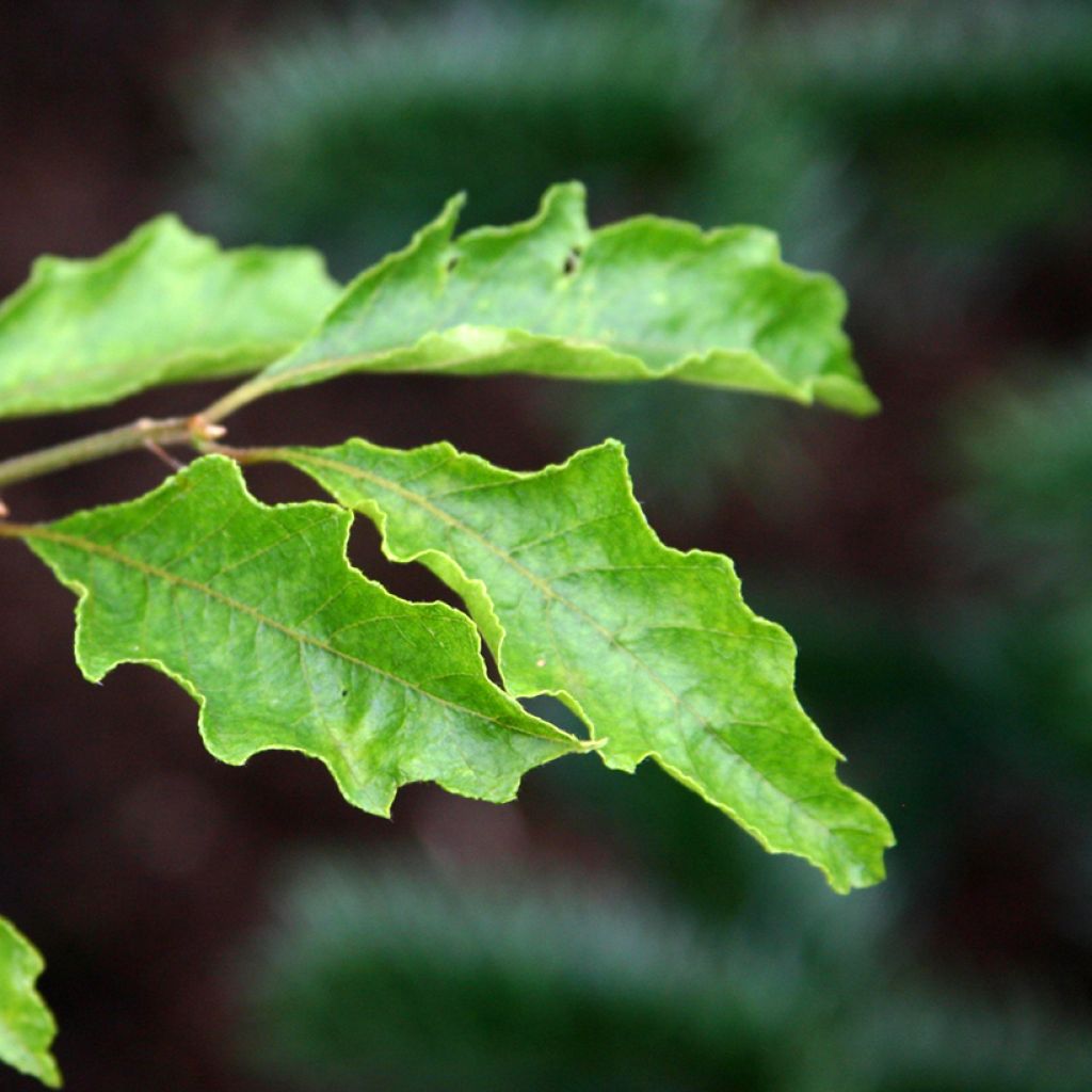 Rotbuche Dentata - Fagus sylvatica