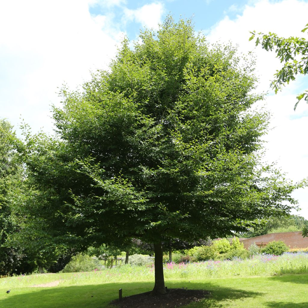 Rotbuche Dentata - Fagus sylvatica