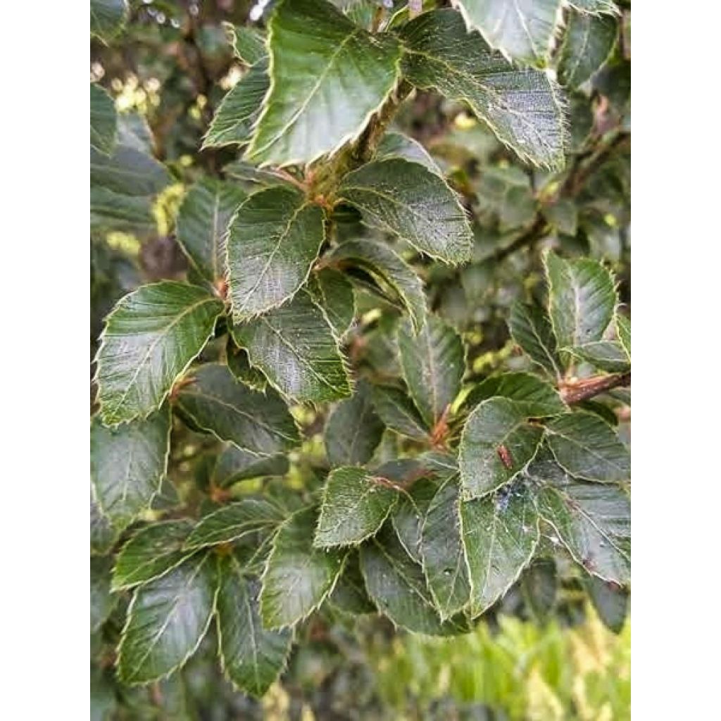 Rotbuche Felderbach - Fagus sylvatica