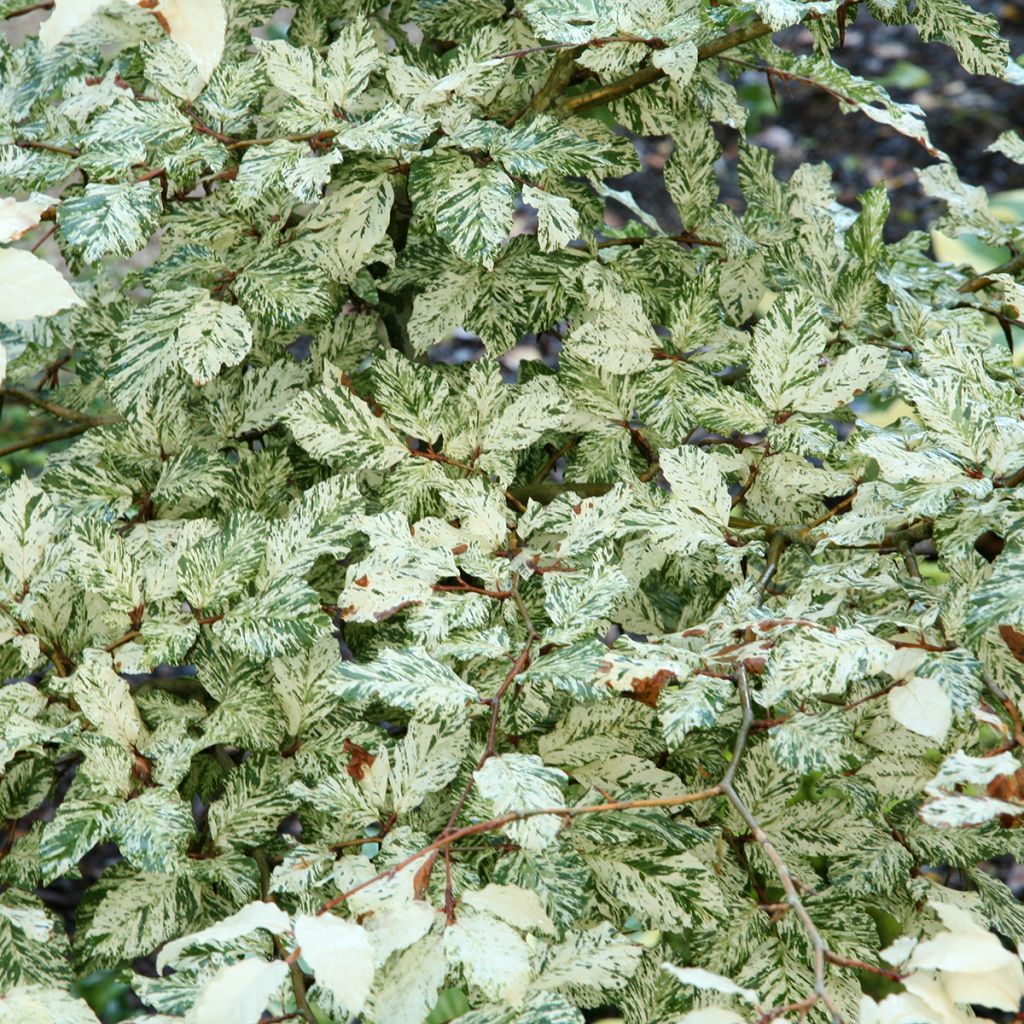 Rotbuche Franken - Fagus sylvatica