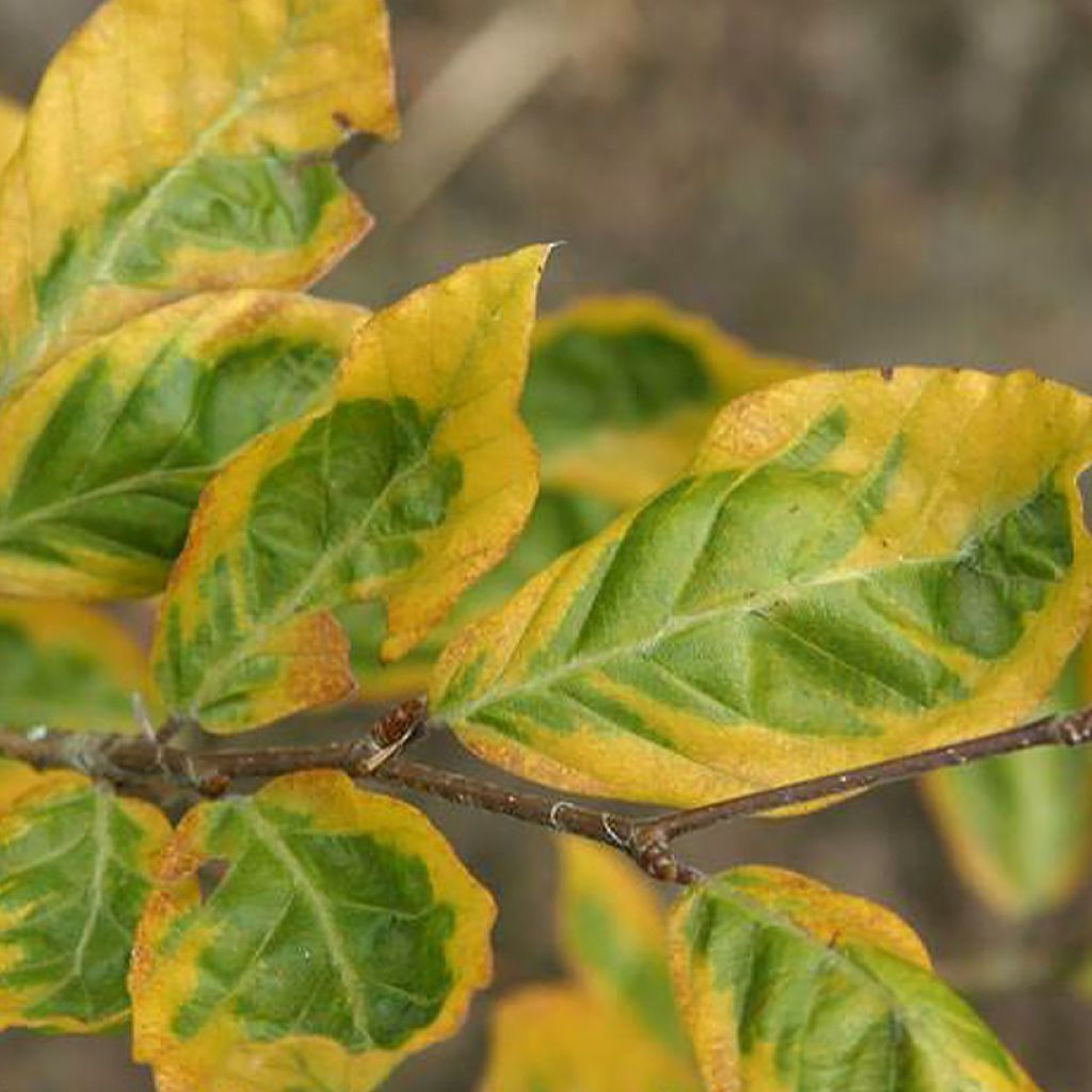 Rotbuche Golden Edge - Fagus sylvatica