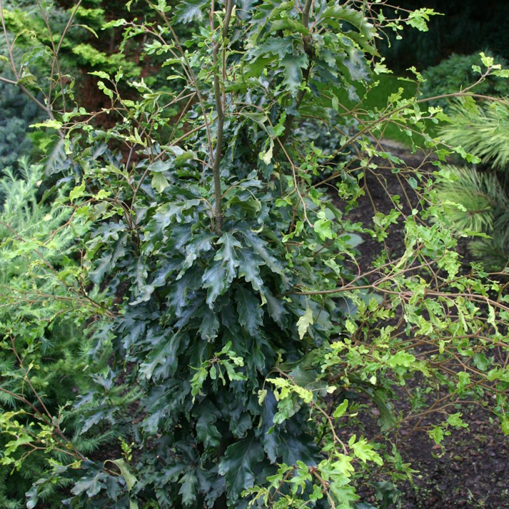 Rotbuche Interrupta - Fagus sylvatica