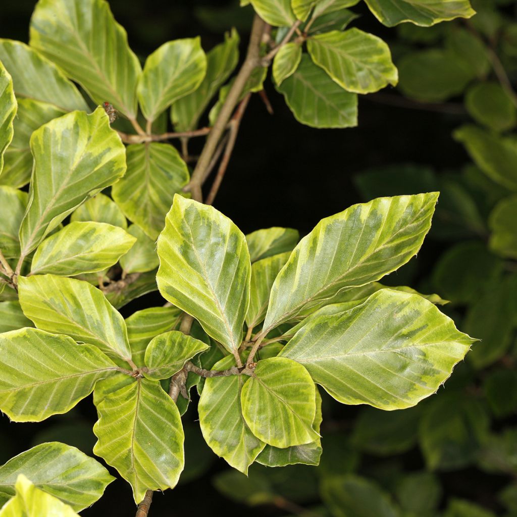 Rotbuche Luteovariegata - Fagus sylvatica