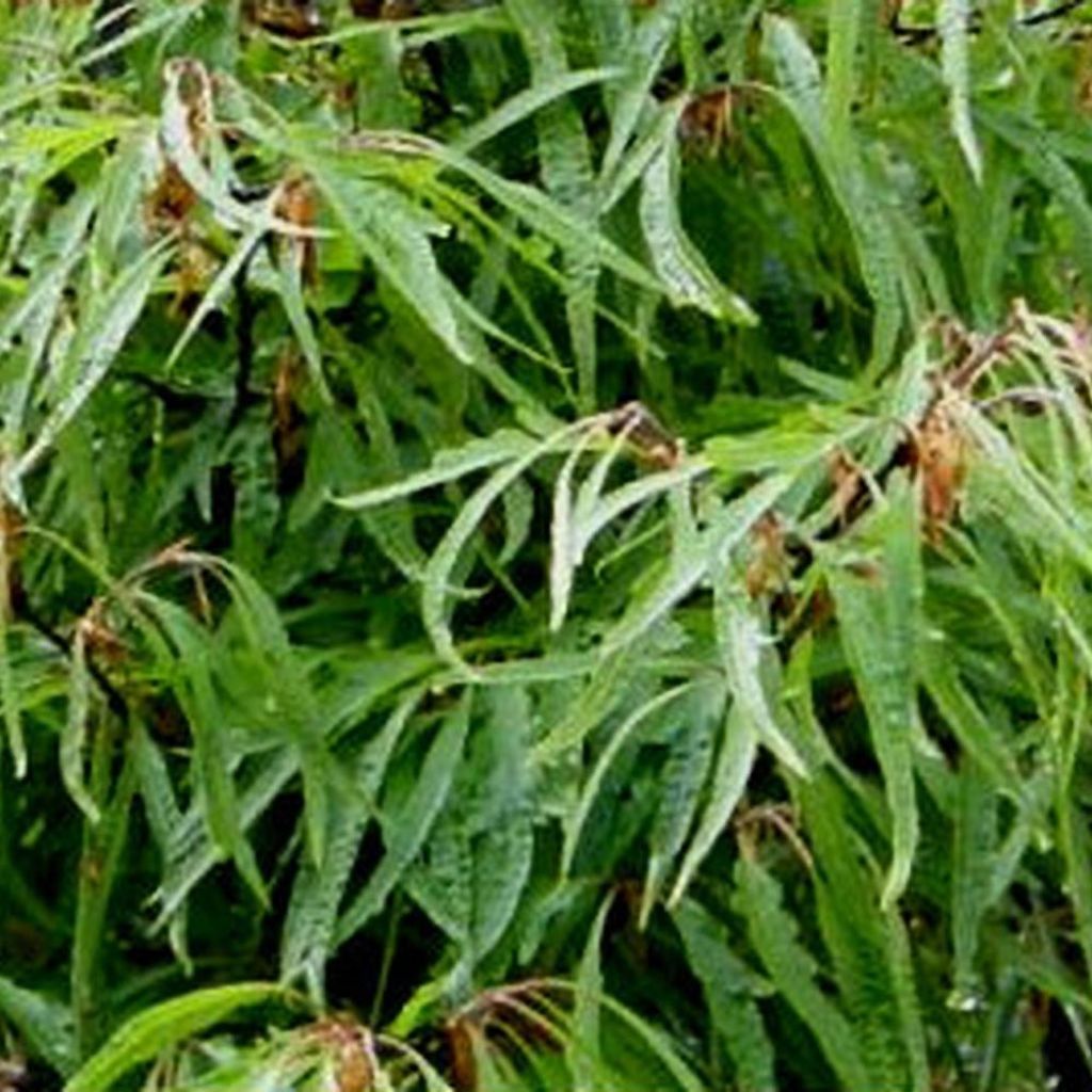 Fagus sylvatica Mercedes - Hêtre nain