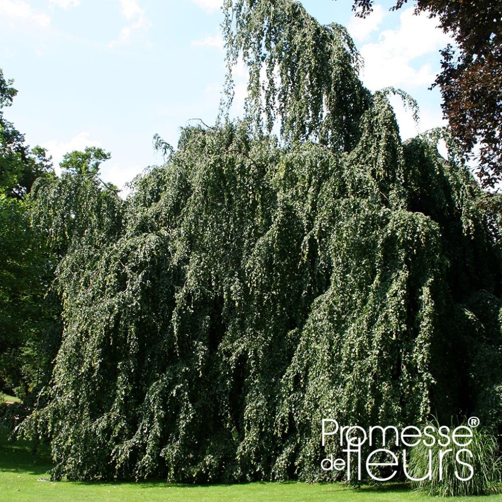 Rotbuche Pendula - Fagus sylvatica