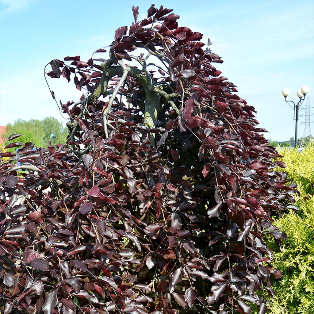 Rotbuche Purple Drongo Weeper - Fagus sylvatica