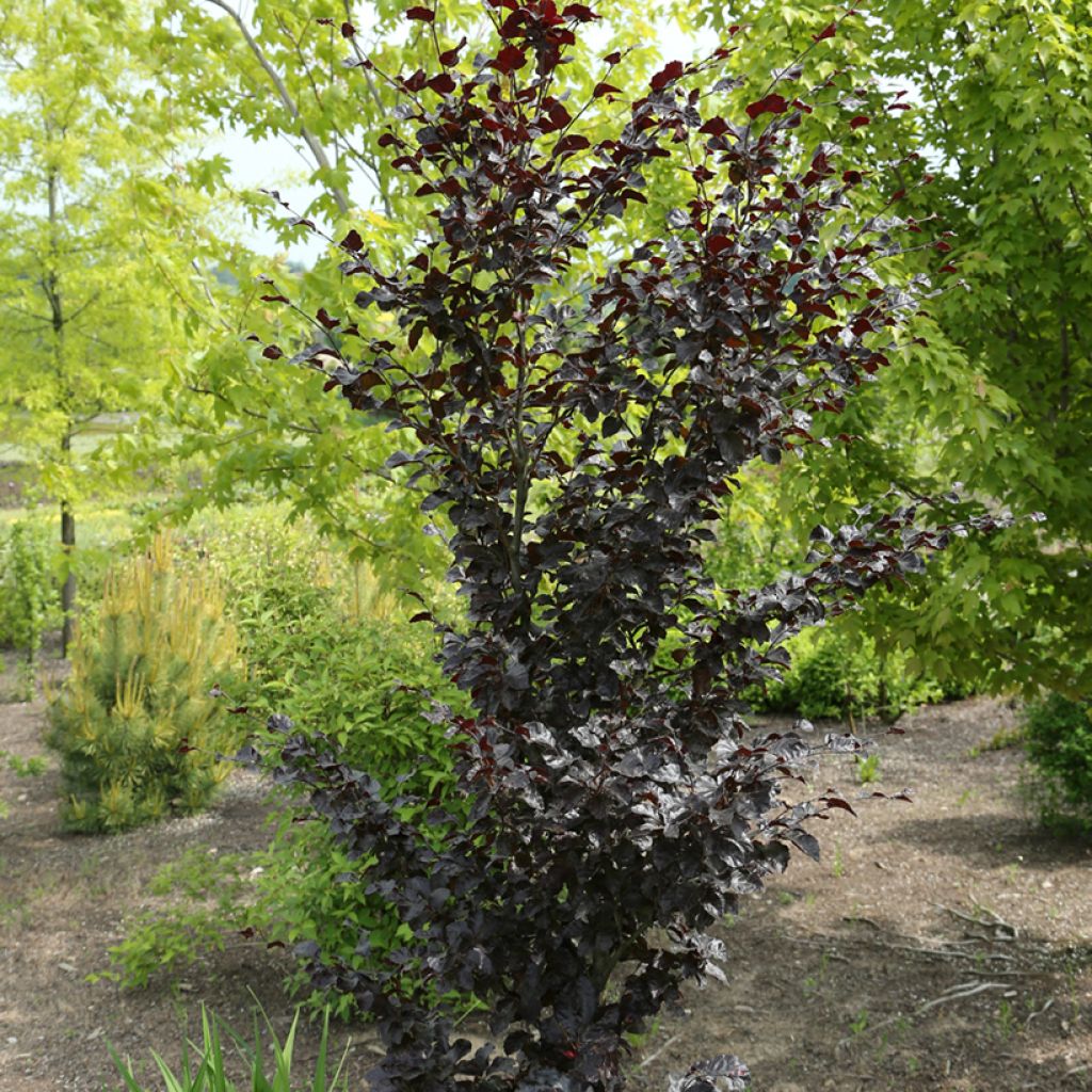 Rotbuche Purpurea Nana - Fagus sylvatica