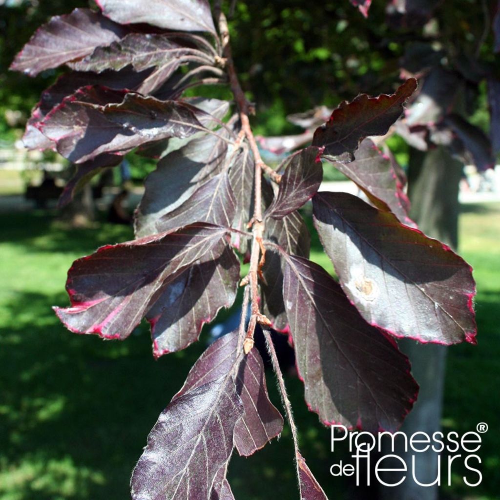 Hêtre pourpre pleureur - Fagus sylvatica Purpurea Pendula