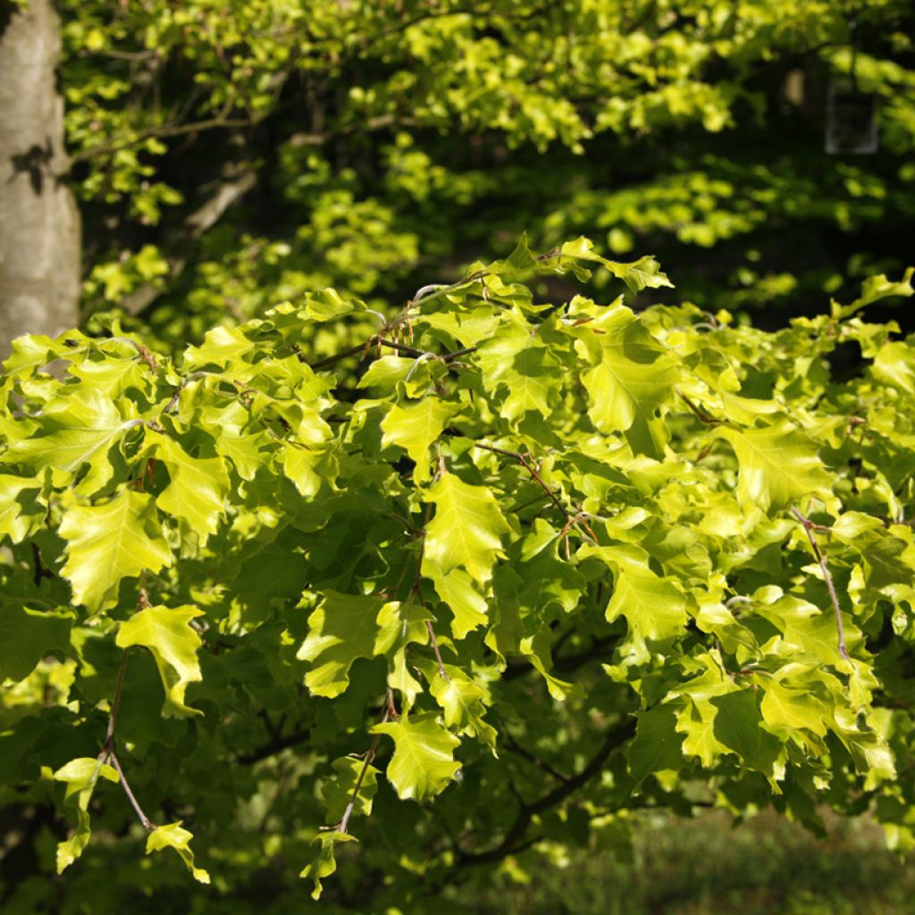 Rotbuche Rohan Gold - Fagus sylvatica