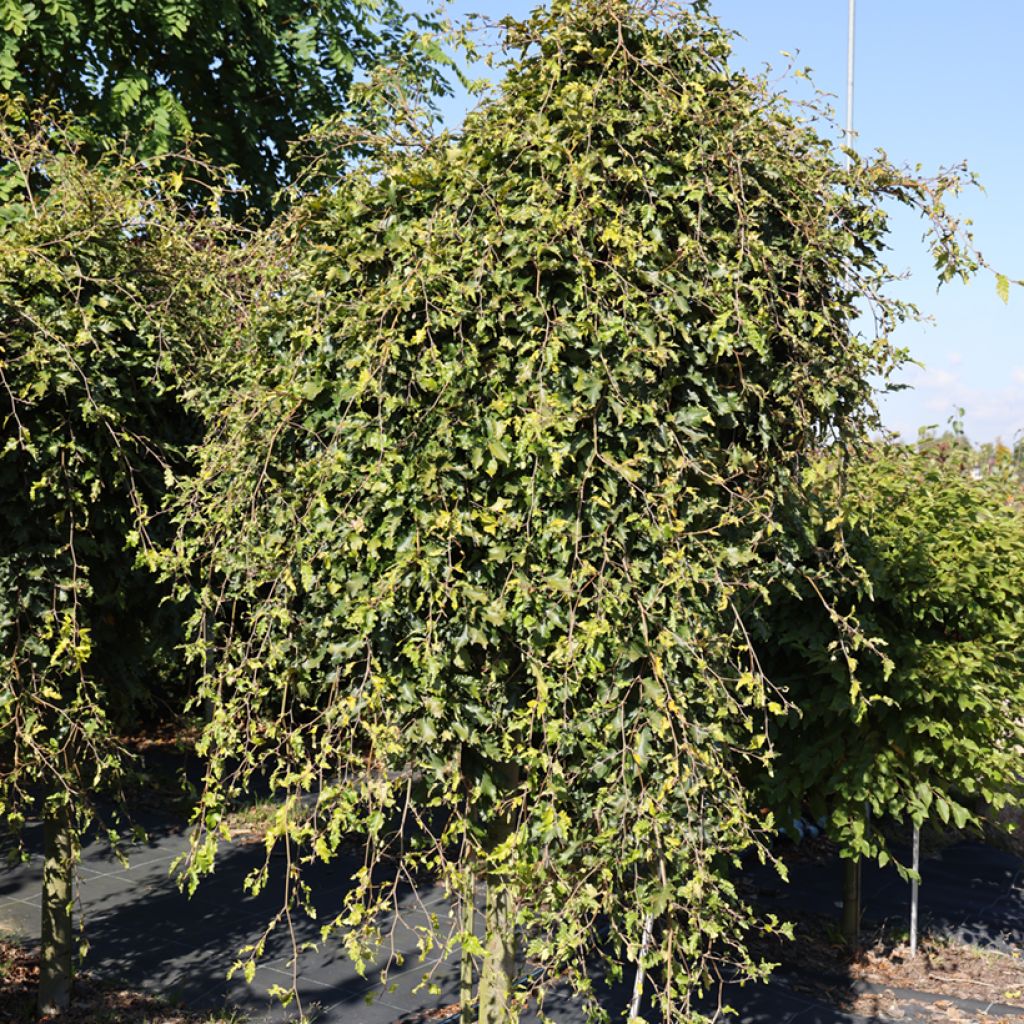 Fagus sylvatica Rohan Green Weeping - Hêtre pleureur