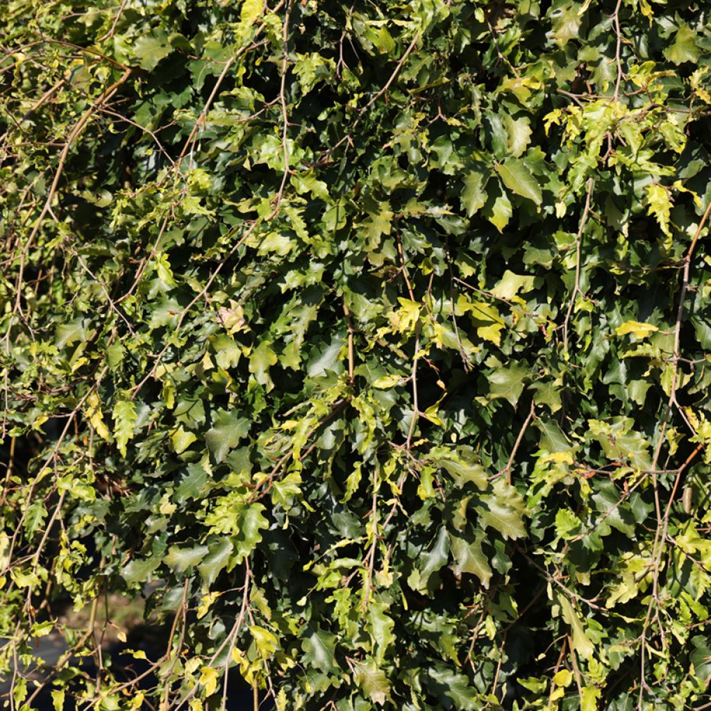 Rotbuche Rohan Green Weeping - Fagus sylvatica