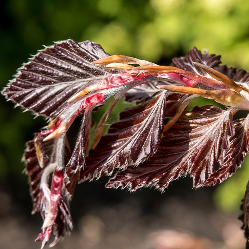 Fagus sylvatica Rohan Minaret - Hêtre pourpre colonnaire