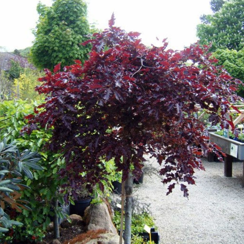 Rotbuche Rohan Weeping - Fagus sylvatica