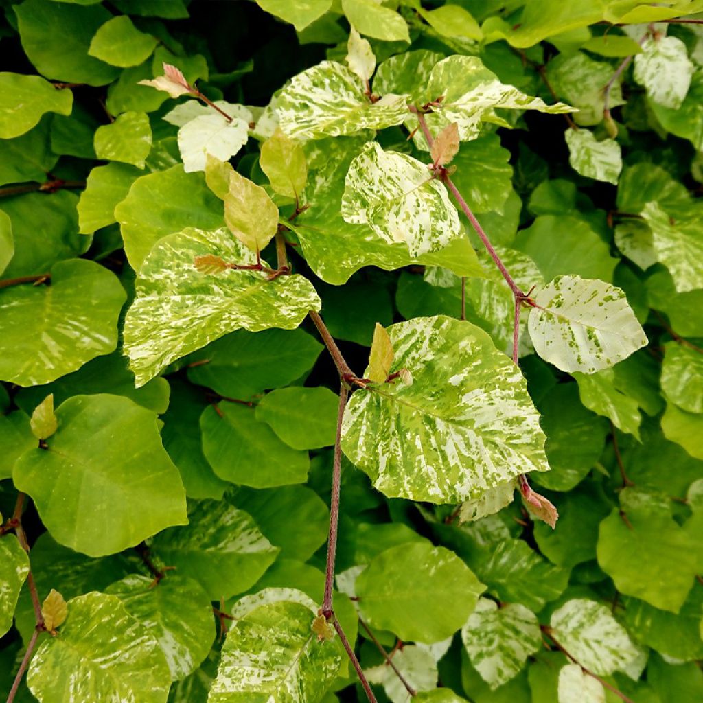 Fagus sylvatica Rolf Marquardt - Hêtre nain panaché