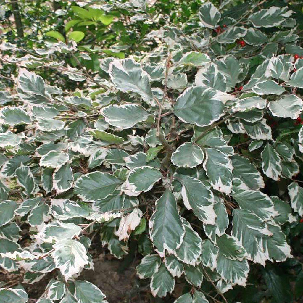 Rotbuche Silbertaler - Fagus sylvatica