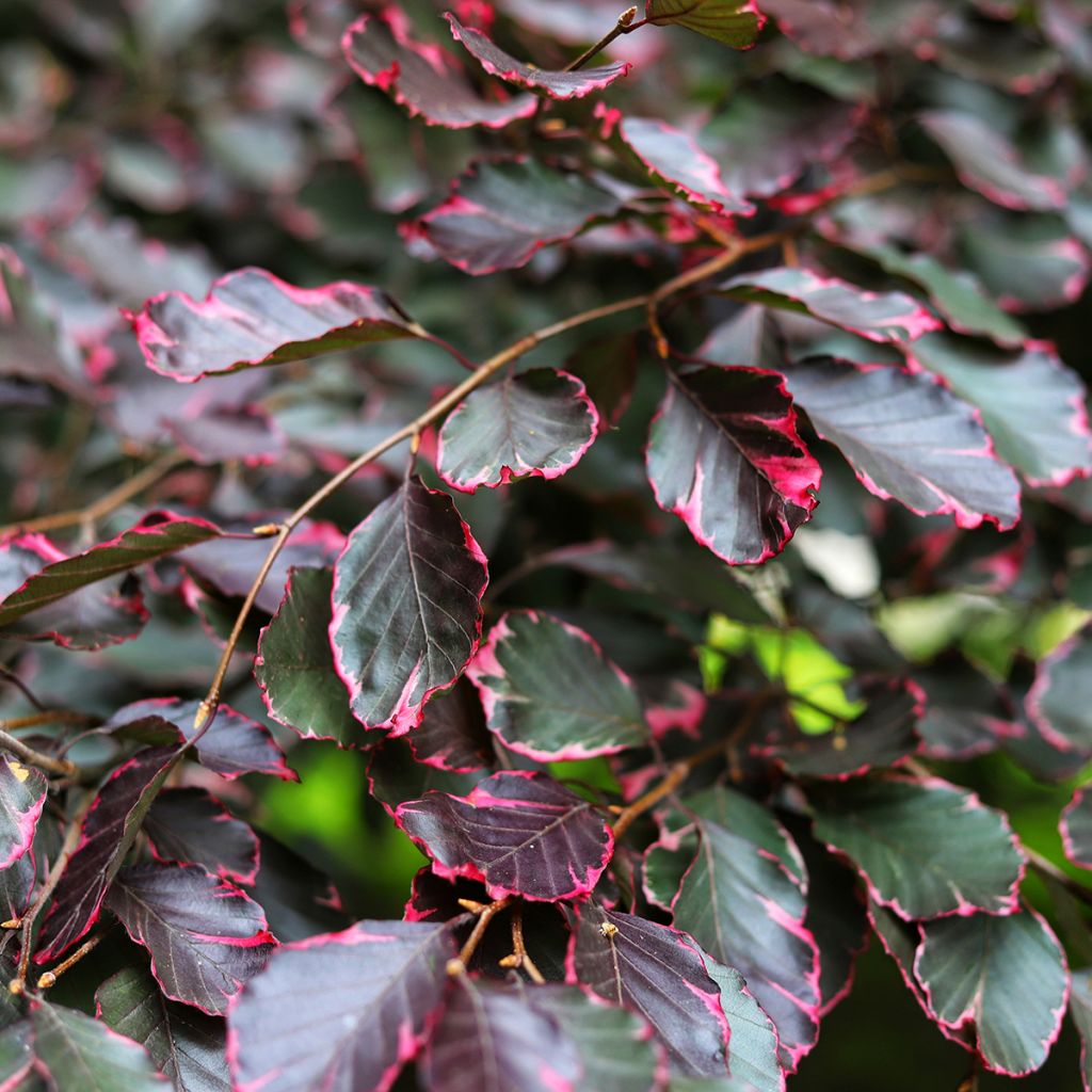 Fagus sylvatica Two Color Weeping - Hêtre pleureur