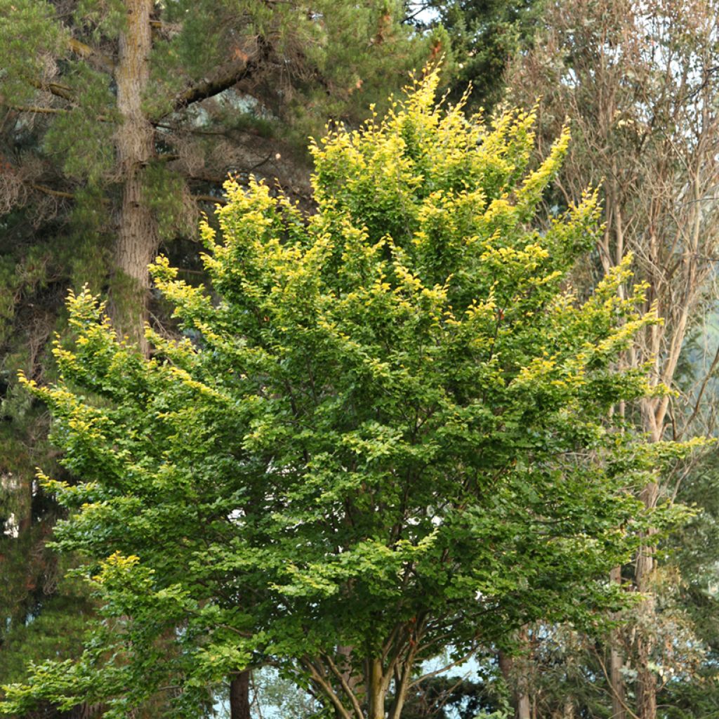 Rotbuche Zlatia - Fagus sylvatica