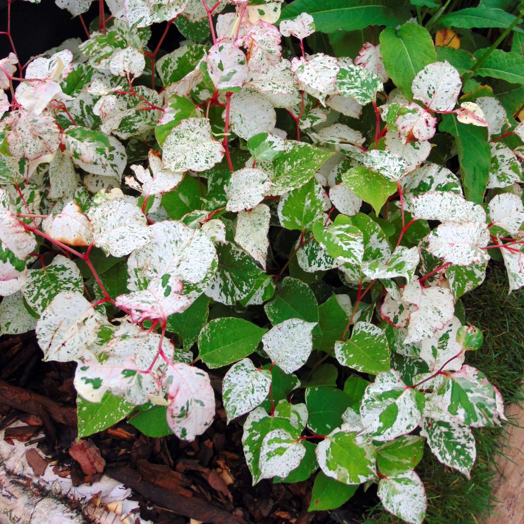 Fallopia japonica Variegata - Japanischer Flügelknöterich